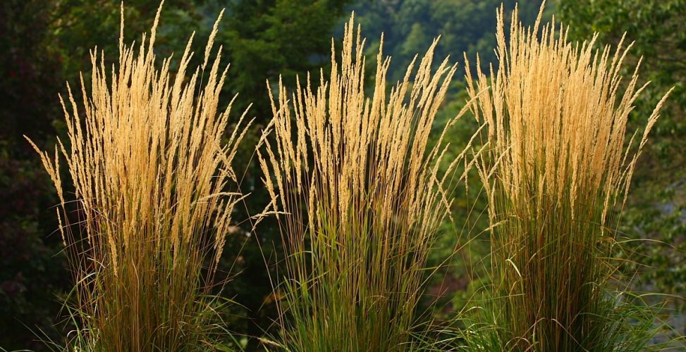 Вейник остроцветковый в ассортименте