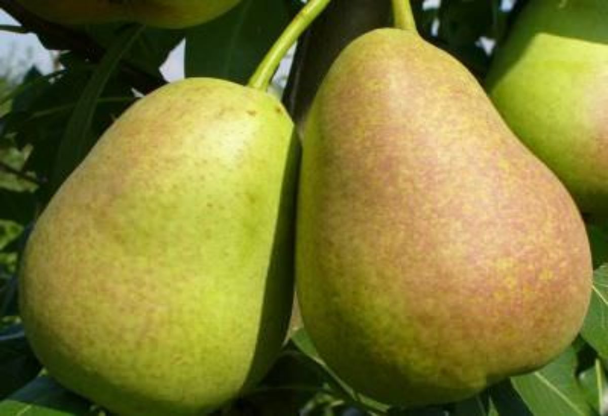 декабринка