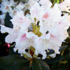 Rhododendron-Cunninghams-White
