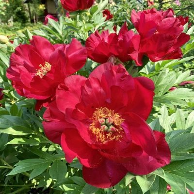 Пион ито-гибрид Скарлет Хевен (алый)