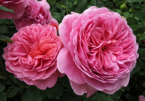 Princess Alexandra of Kent2