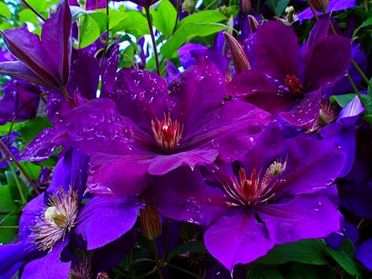 джипси куин