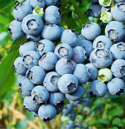 Голубика высокорослая Патриот_1