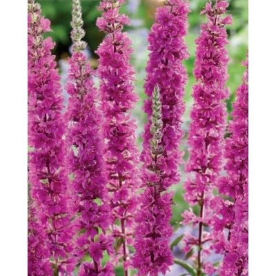 розовый жем