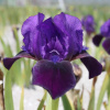 iris-pumila-little-shadow-scaled