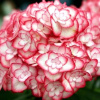 gortenziya_krupnolistnaya_muzykalnaya_kollekciya_soft_pink_salsa