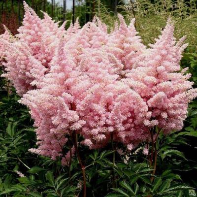 Астильба Арендса Америка (роз.фиол.)