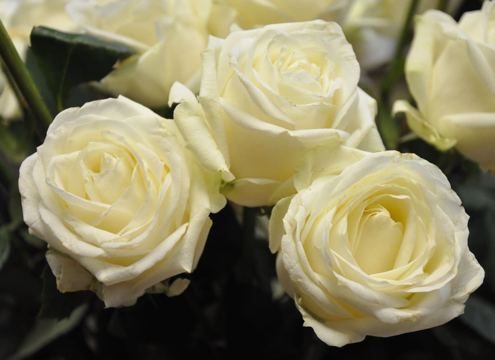 Роза флорибунда Кристалл перл (сливочн.)