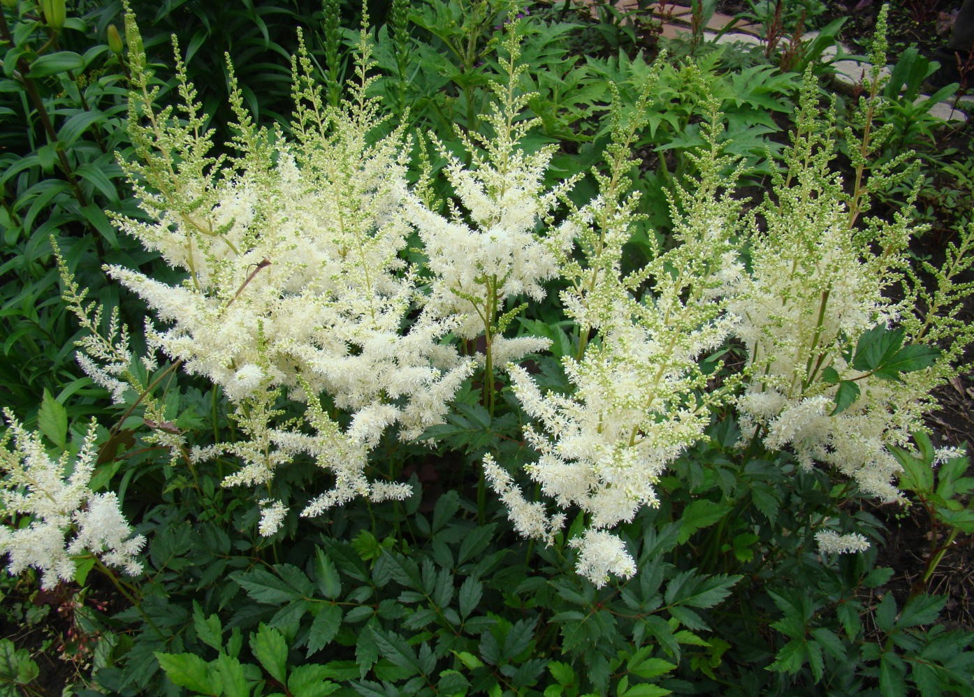 астильба диамант