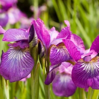 спарклинк роуз