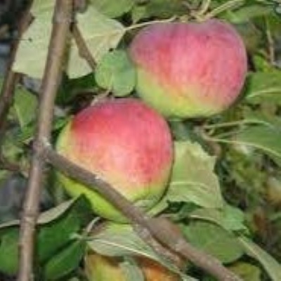 Яблоня "Олимпийское" (зимн.сорт)