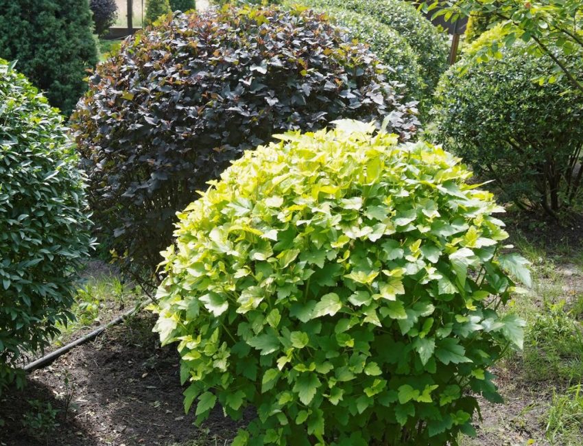 Пузыреплодник калинолистный _1