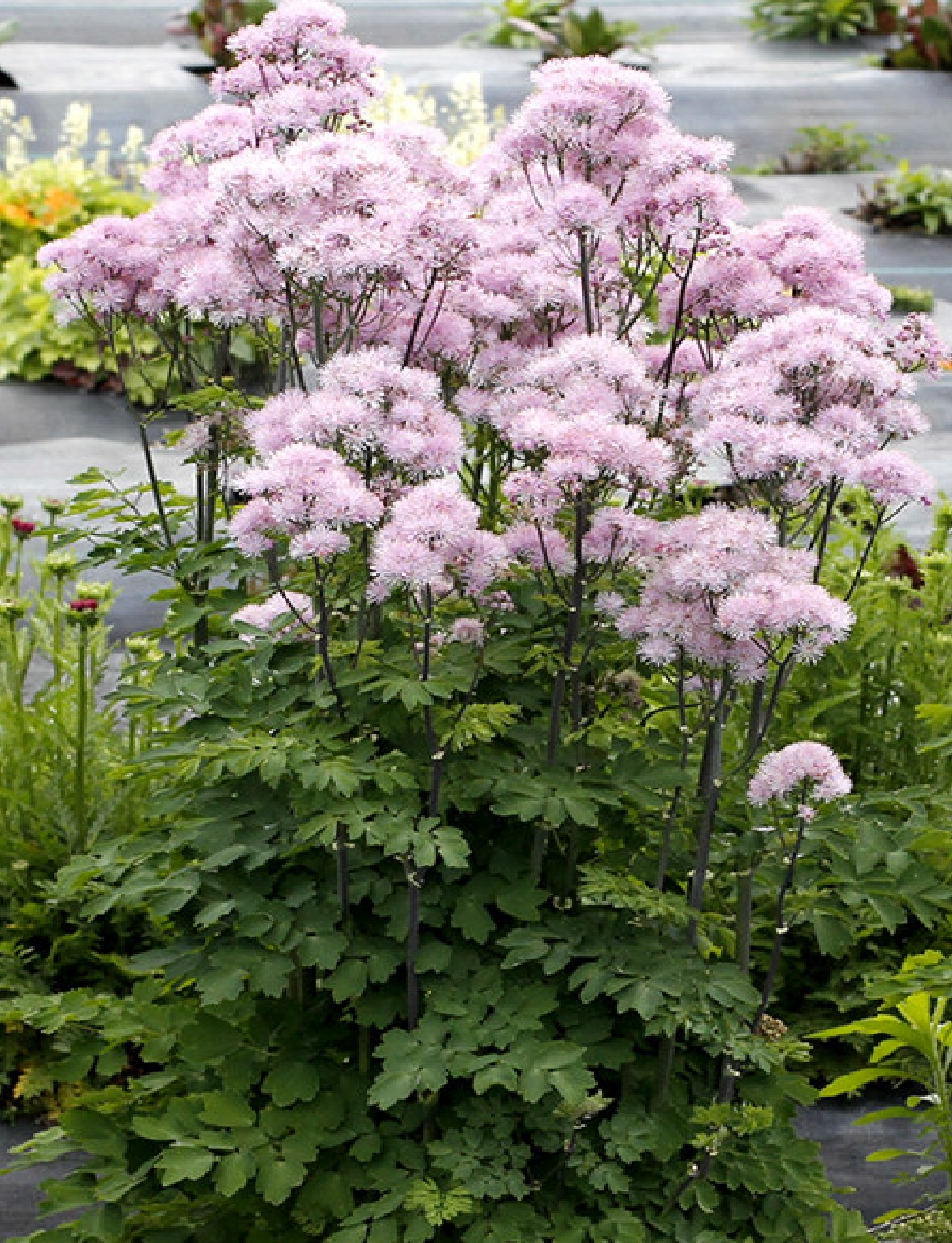 васил нибус пинк