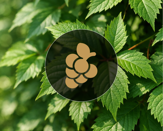 Виноград девичий