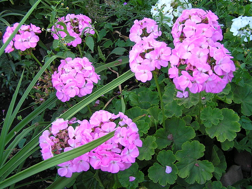 Пеларгония зональная_1