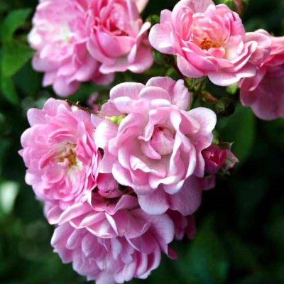 роза зе фейри