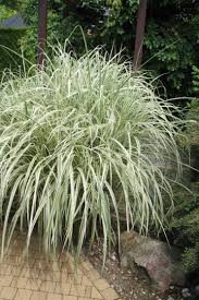 Без названия (9)