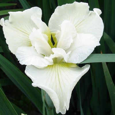 Ирис сибирский Харпсвелл Хэпинес