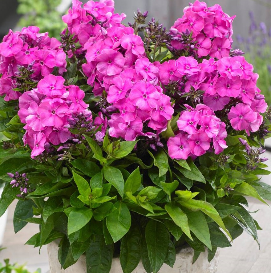 примадонна 1