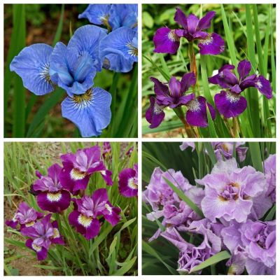 Ирис сибирский в ассортименте микс