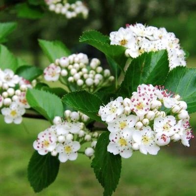 boyaryshnik_slivolistnyy