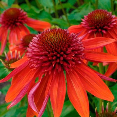 Эхинацея пурпурная Эксцентрик (красн.)