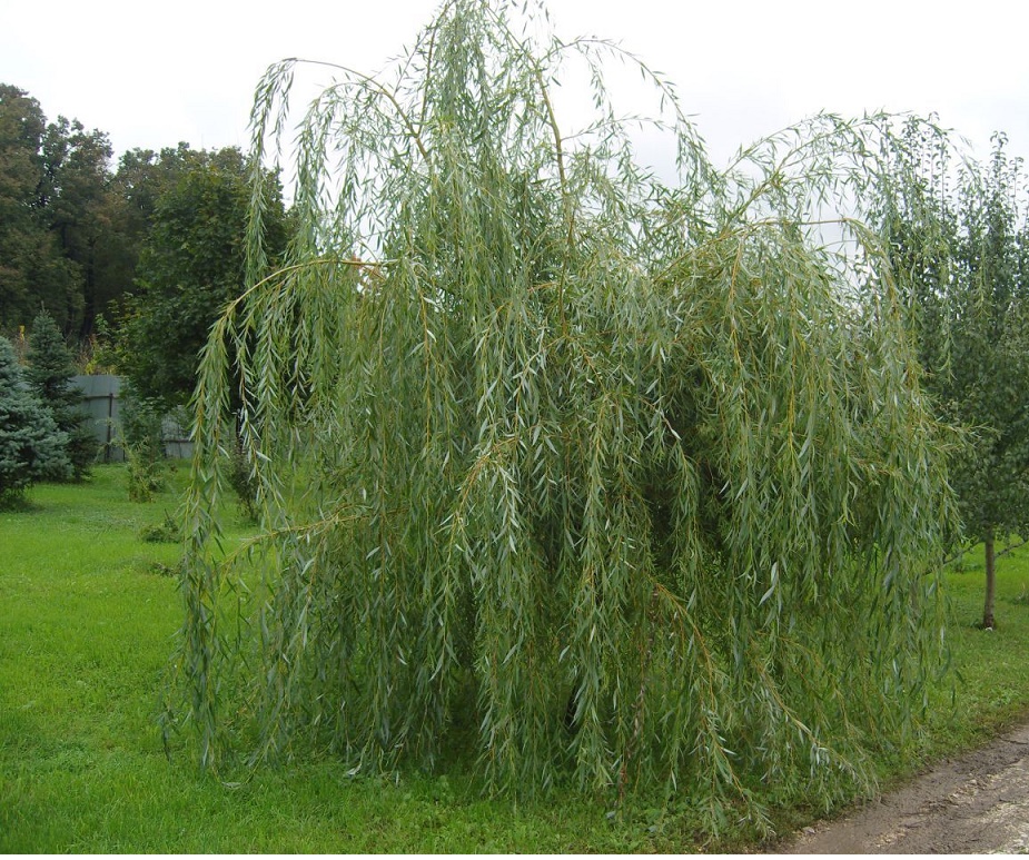 1627154109_37-p-iva-plakuchii-gnom-v-landshaftnom-dizaine-40