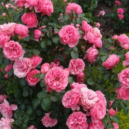 Роза Леонардо да винчи2