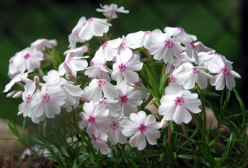 Флокс шиловидный Амазинг Грейс2