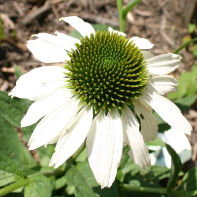 Эхинацея пурпурная Аляска (бел.)