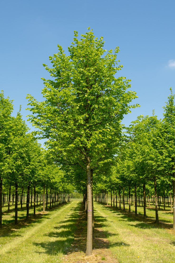 Липа мелколистная Ранчо