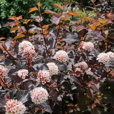 Диабло де ор