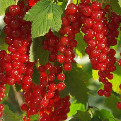 Смородина красная Красный крест(средн.ср.созр.)