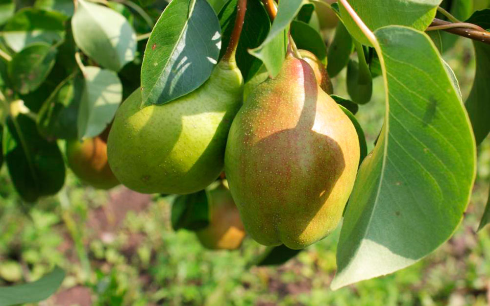 груша чудесница