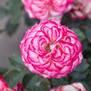 rose-mauritius
