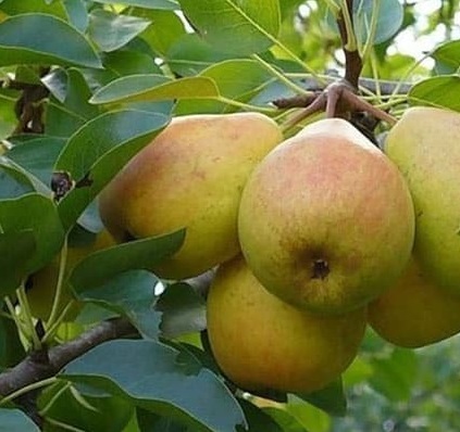 Груша обыкновенная Велеса