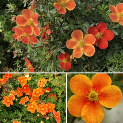 lapchatka-hoples-oranzh