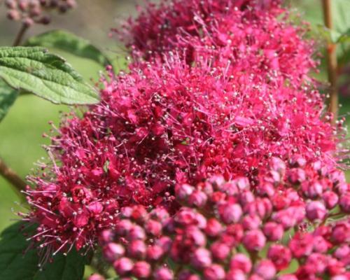 Спирея японская Супер Стар Ферст Эдишн