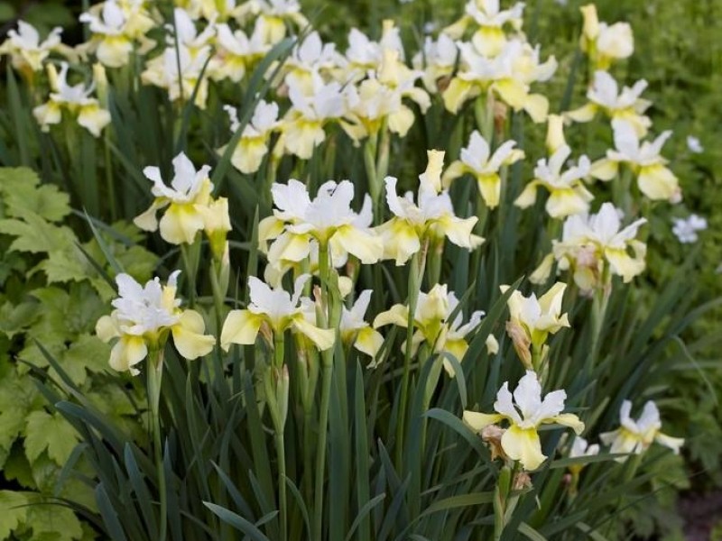 Ирис сибирский Баттер энд Шуга 1