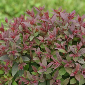 Spirea_DOUBLE PLAY ARTISAN