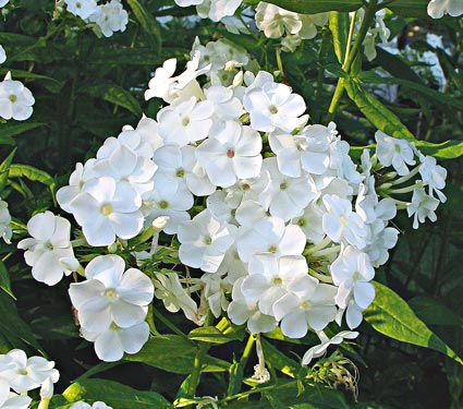 Флокс Давид