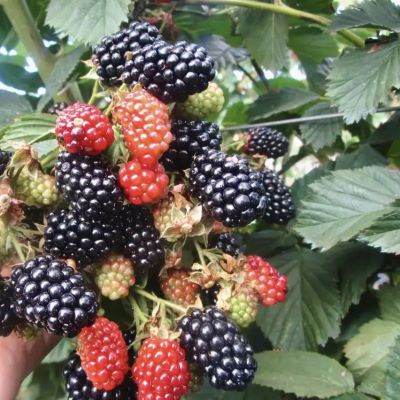 небеса могут подож