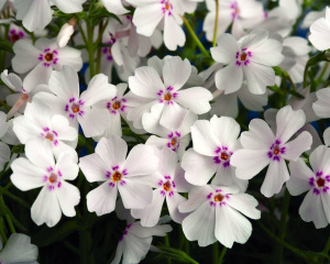Флокс шиловидный Амазинг Грейс1