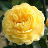Роза флорибунда Инка (желт.)