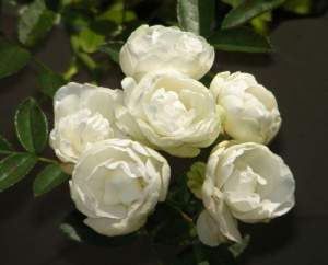 34c7339adfb27ea7bde4c30dff4d600c