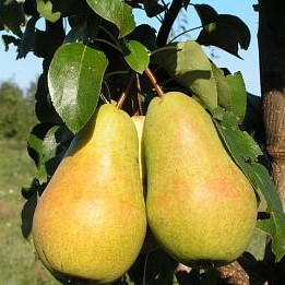 Груша Чижовская