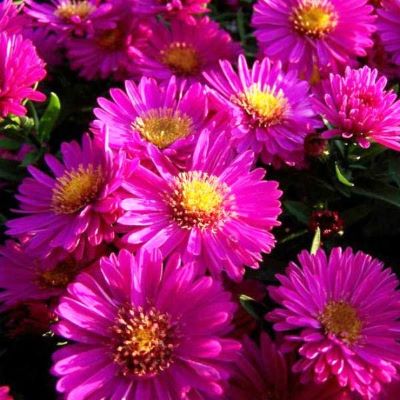 Астра кустарниковая Кассел_1