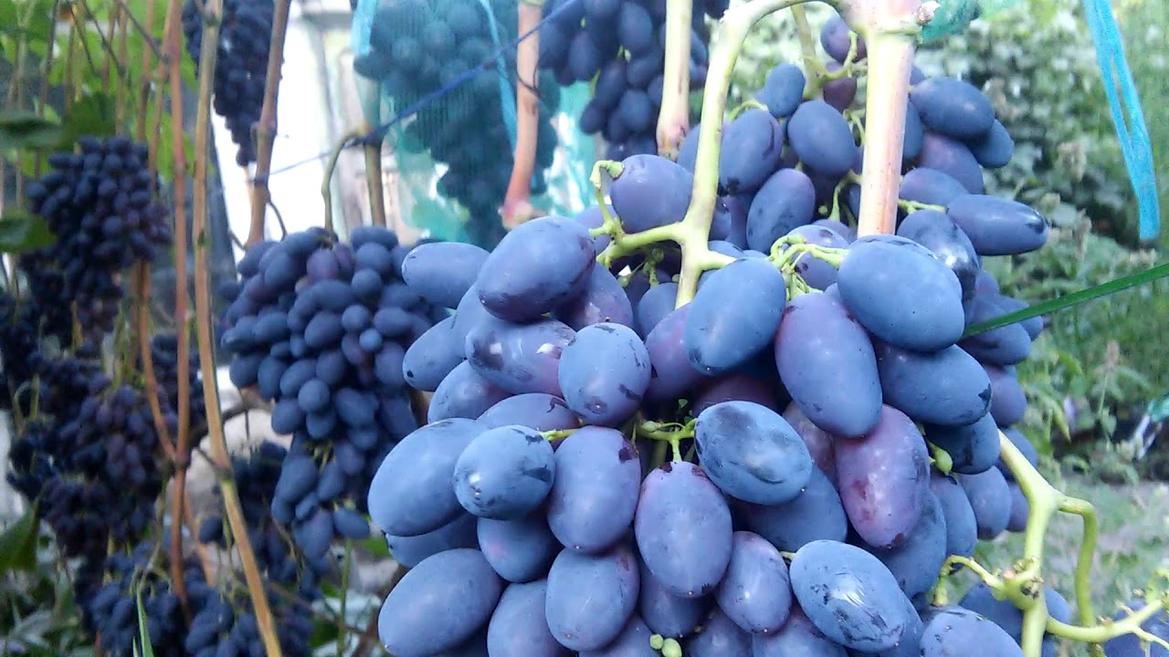 Виноград Кадрянка_3