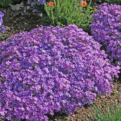 phlox-purple-superplants-bg-3-1-scaled-1-1