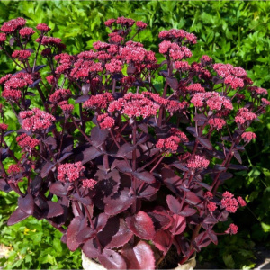 Sedum-Chocolate-Cherry